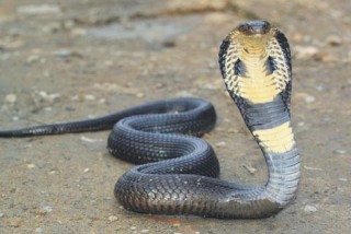 गर्मी र वर्षाको मौसम शुरु भएसँगै तराईमा सर्पदंशका बिरामी  बढे