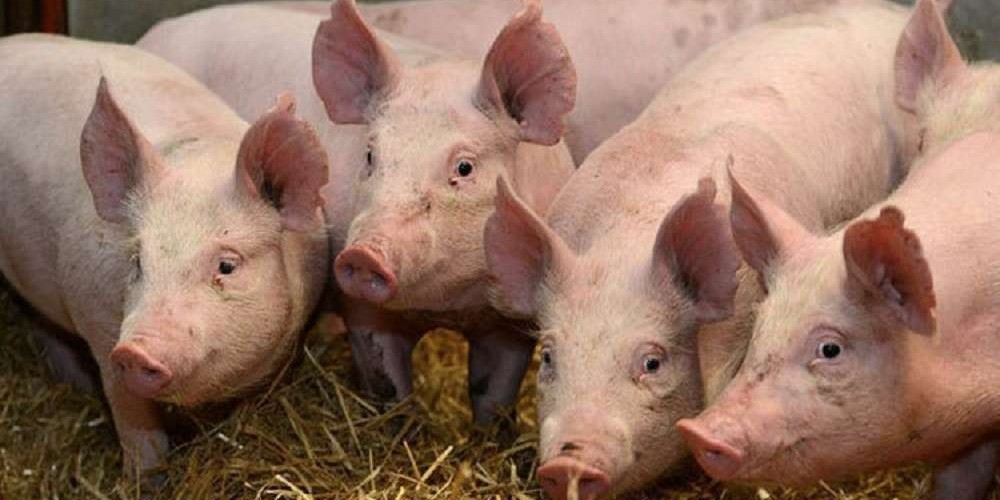 चीनमै फेला पर्‍याे अर्काे नयाँ भाइरस, सचेत रहन वैज्ञानिकको आग्रह