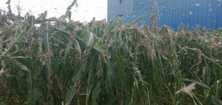 धेरैजसो सलहको झुण्ड दाङ र प्युठानको सेरोफेरोमा