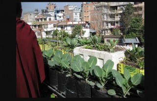 पोखरामा कौसी खेती गर्दा मासिक रु ५० करोडसम्मको तरकारी फलाउन सकिने