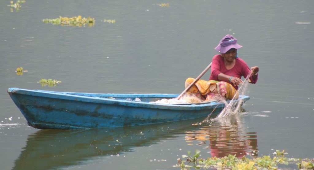 फेवातालमा जाल थापेर माछा मार्दै एक वृद्धा