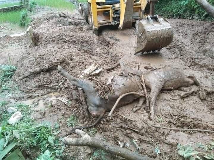 बिदुर-१३,कागुनेमा गएराती पहिरोले पुरिएर २ चौपायाको मृत्यु ,२० रोपनीमा लगाएको धान खेतीमा क्षति