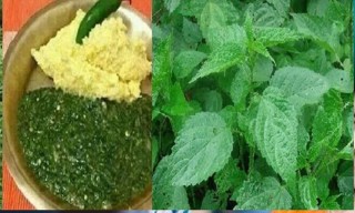 सिस्नो खानुको फाइदै–फाइदा
