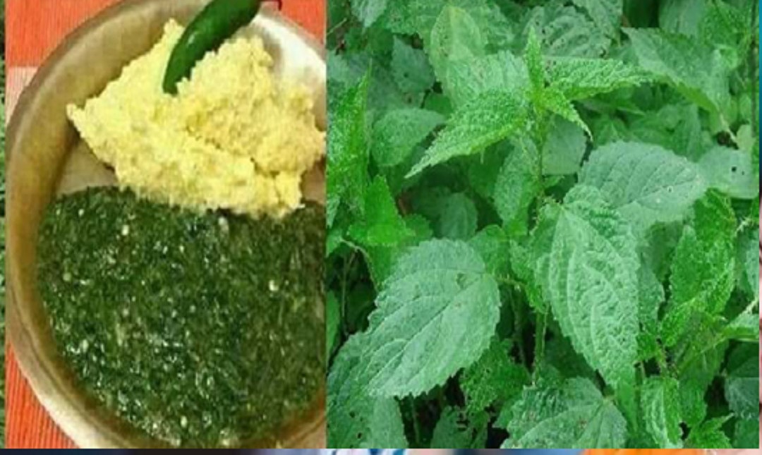 सिस्नो खानुको फाइदै–फाइदा