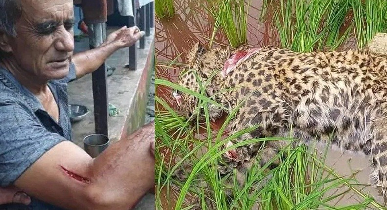 लमजुङमा बालकलाई आक्रमण गर्ने चितुवालाई ६३ वर्षका थापाले हसिया प्रहार गरी मा'रि'दिए
