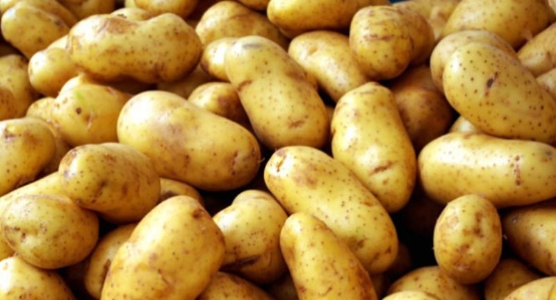 यस वर्ष बागलुङ जिल्लामा  एक अर्ब ९४ करोड ६० लाखको आलु उत्पादन