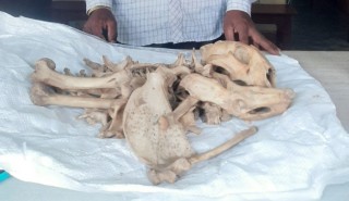 स्याङ्जा पुतलीबजार आहालेका केहरसिंह नेपाली  बाघको हड्डी सहित  पक्राउ