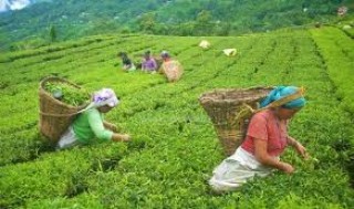 असारको पहिलो सातादेखि चिया किसान आन्दोलनमा,सक्छौ तोकिएको मूल्य देऊ, सक्दैनौ चिया फिर्ता देऊ : चिया किसान