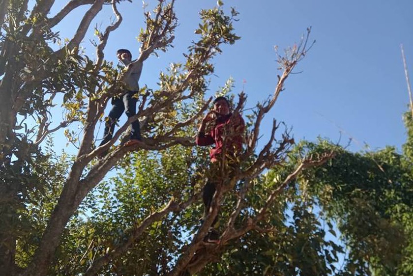 म्याग्दीको बिकट र दुर्गम क्षेत्रका बासिन्दा मोबाइलमा कुरा गर्न घण्टाँै हिँडेर डाँडा र रुख चढ्नुपर्ने बाध्यता