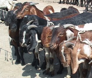 भारतीय खसीबोका भित्रियाे, नेपाली किसान मारमा