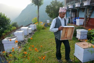 बाग्लुङ जैमिनीका ७१ वर्षीय मोहराज उपाध्याय जसले २५ वर्ष देखी निरन्तर मौरीपालन