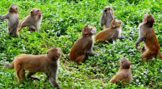 ‘सरकारले बाँदर बचाउने हो कि मानिस’