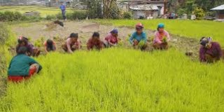 अनुकूल वातावरणको अभावमा म्याग्दीका कृषकले स्थानीय घैया जातको धानखेती गर्न छाडे