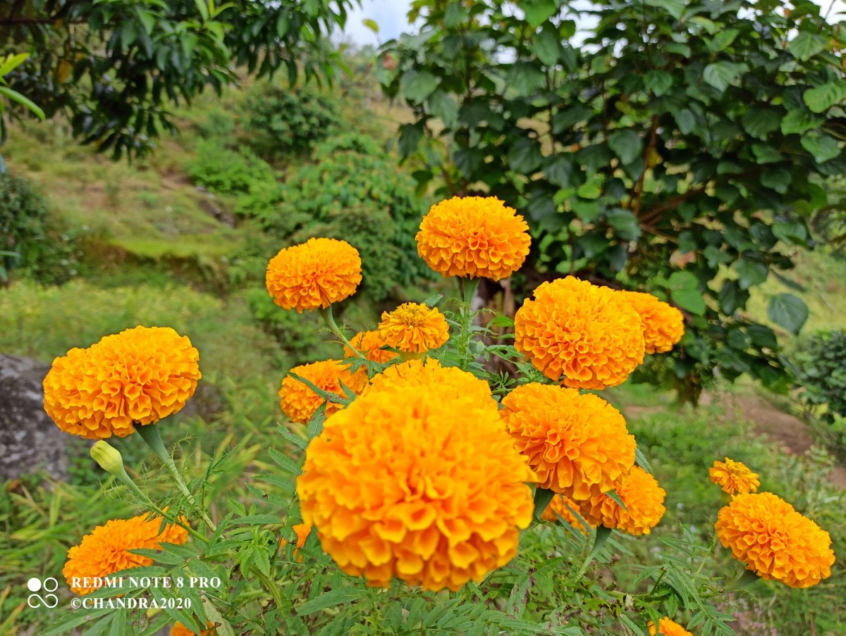 पोखरा विरौटास्थित बाराही नर्सरी यतिखेर मेरिगोल्ड फूलले ढकमक्क ढाकिए