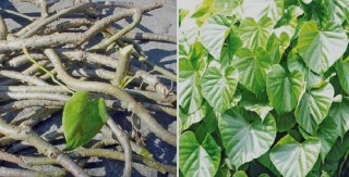 नेपालमा कोरोना संक्रमित आयुर्वेदिक औषधिको क्लिनिकल परीक्षण सुरु