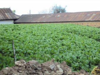 बागलुङ रायडाँडामा उत्पादन हुने सागले मूल्य नपाउँदा उत्पादन रोकियो