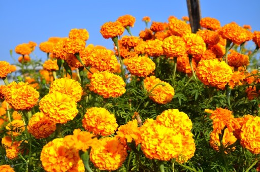 तिहारमा फूूलको अभाव