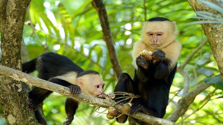 बाँदरले आफ्नै बच्चालाई खायो