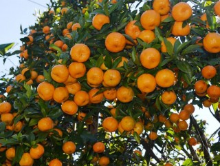 सरकारले गर्‍यो सुन्तलालाई राष्ट्रिय फल घोषणा