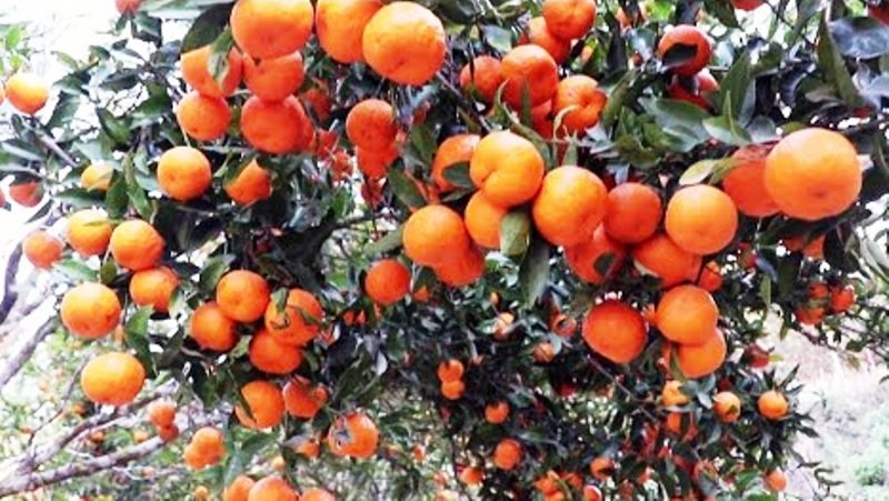 साँच्चै गर्छ त अमिलो खानेकुराले फोक्सो सफा ?