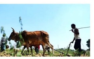 जाजरकोटका हलियाको समस्या ज्युँका त्युँ