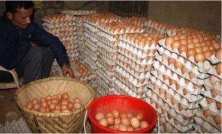 अण्डाको गेट मूल्य घट्यो