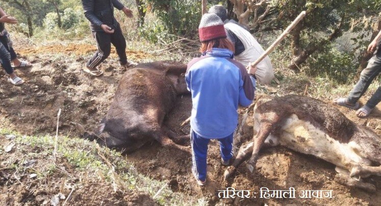 कास्कीमा मकै रोप्न खेत जोत्दै गर्दा चट्याङ लागेर हल गोरुको मृत्यु , तीन जना घाइते