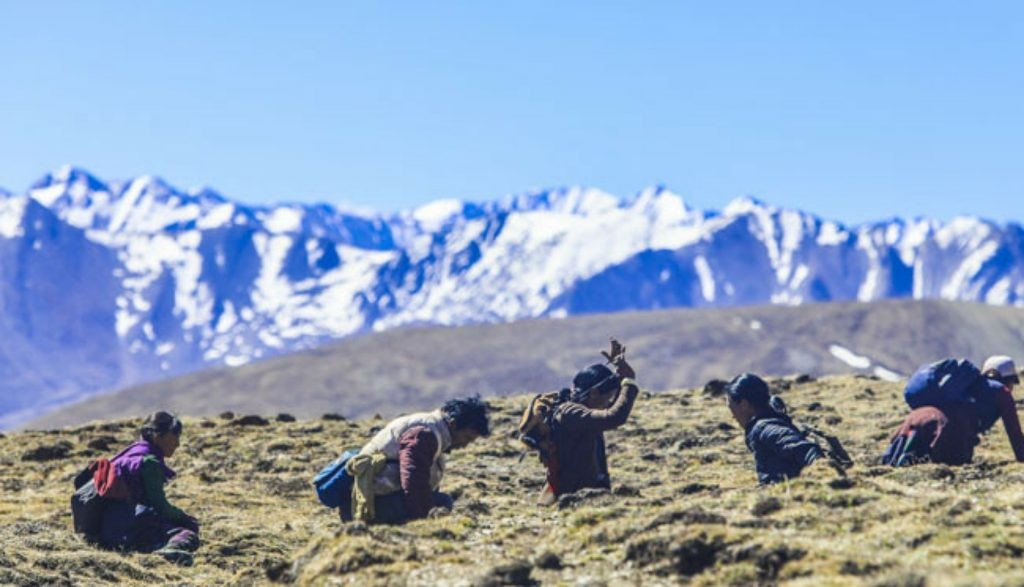 अपिहिमालमा एक यार्सागुम्बा सङ्कलक हिउँ पहिरोमा परी वेपत्ता