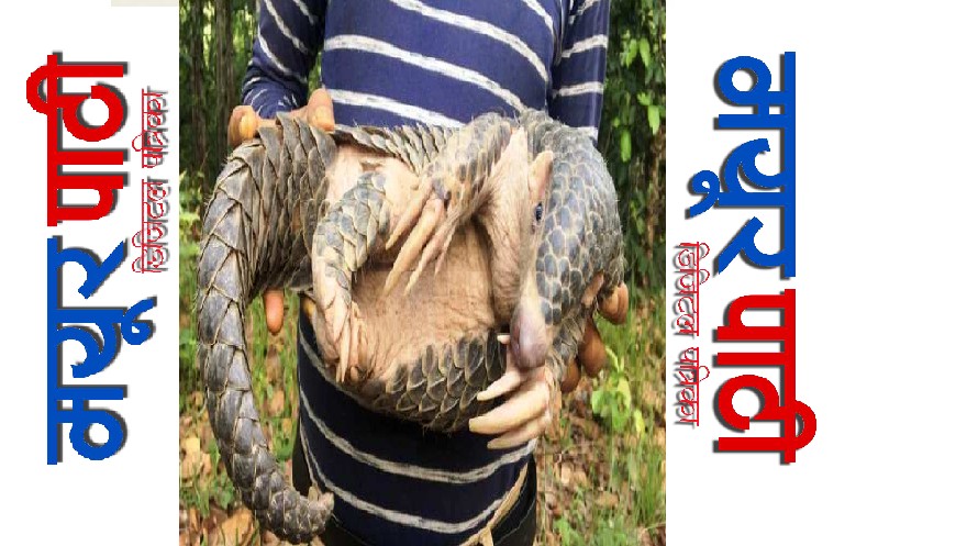 गोरखामा संरक्षित कालो सालक भेटियो