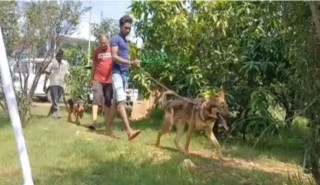 आँपका लागि राखियो तीन सुरक्षाकर्मी, ९ वटा कुकुरले दिन्छन् चौबिसै घण्टा पहरेदारी