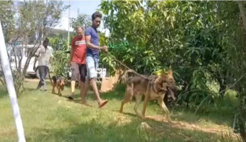 आँपका लागि राखियो तीन सुरक्षाकर्मी, ९ वटा कुकुरले दिन्छन् चौबिसै घण्टा पहरेदारी