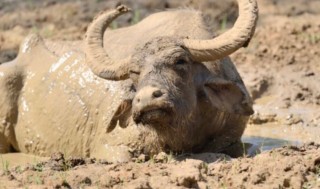 हेलम्बुदेखि २२ किलोमिटर बगेको गर्भिणी भैँसीको सुखान्त कथा