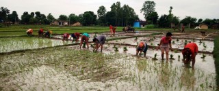धान रोपाईमा व्यस्त किशान
