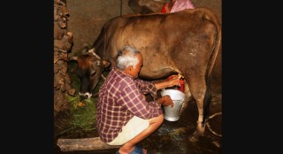 पोखराको फेदीपाटनमा गाईले नब्याउँदै दूध दिन थालेपछि सबै दङ्ग
