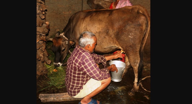 पोखराको फेदीपाटनमा गाईले नब्याउँदै दूध दिन थालेपछि सबै दङ्ग