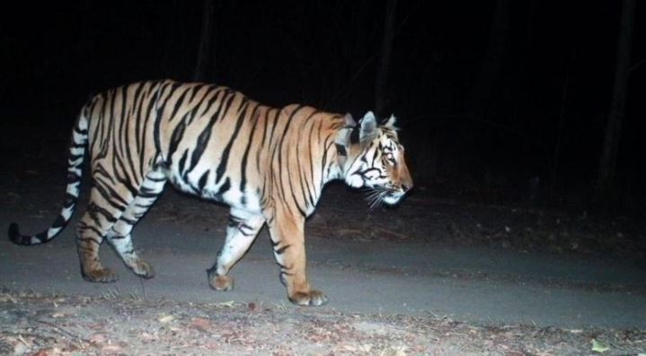 Tiger that kills woman to be transported to Central Zoo in Lalitpur