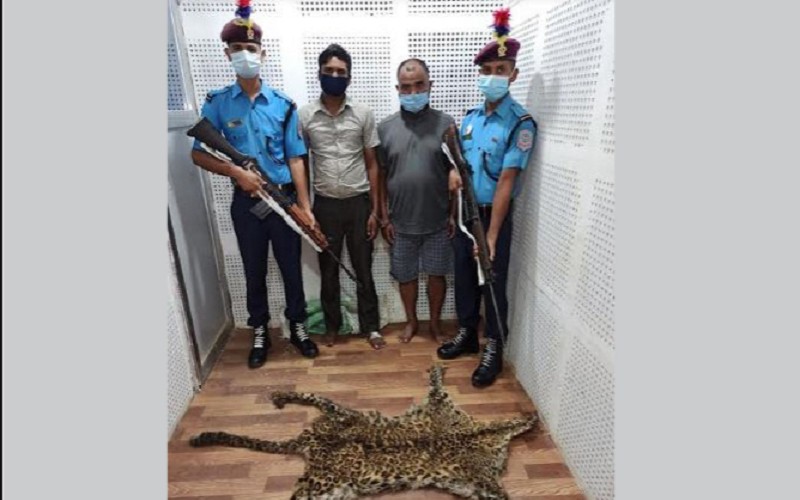 घोराहीबाट  बाघको छालासहित दुई जना पक्राउ
