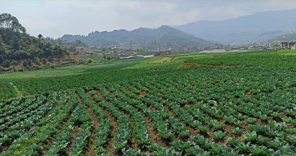 म्याग्दीमा तरकारी र फलफूल खेतीप्रति युवाको आकर्षण बढ्दै