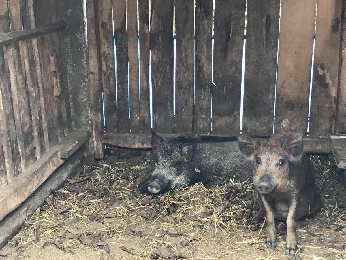 बागलुङ काठेखोलाका रेश पीपल डाँडाका गिरी दाजुभाइको लोभलाग्दो उद्यम