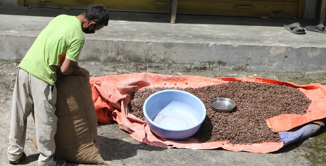अलैँचीको मूल्य बढेसँगै कृषक उत्साहित