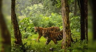 तीनवटा बाघले घेरेका गोठालाको उद्दार