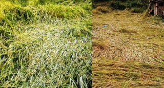 खेतमै डुब्यो भित्र्याउन तयार धान