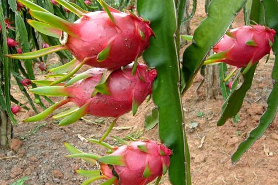 ड्रागन फ्रुटको बागलुङमा समेत व्यावसायिक खेती सुरु