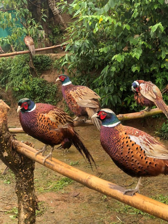 रहरलाग्दो कालिजपालन