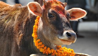 आज गाई, गोरु र गोवर्धन पूजा
