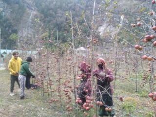 मनाङमा स्याउ उत्पादन १० प्रतिशतले वृद्धि