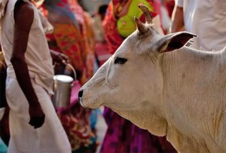 महिलाले गरिन्  गाईलाई आफ्नो मृत पति ठानेर गाईसँग विवाह