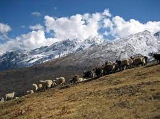 हुम्लामा चिसोबढेसँगै भेँडापालक जाडो छल्न बेँसी झर्न थाले