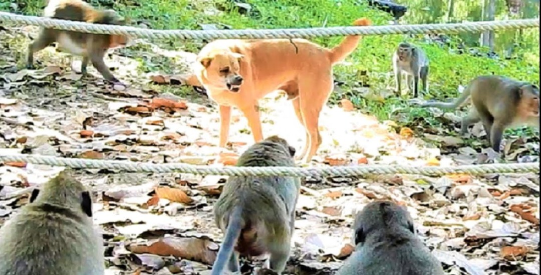 खरायोको मासु भन्दै प्रतिकेजी एक हजार रुपैयाँमा कुकुरको मासु बेचेपछि..