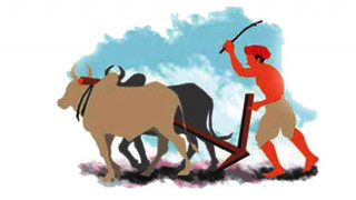 व्यावसायिक कृषिमा जुटे भोजपुर कोटका किसान